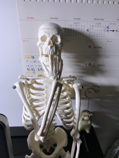 人体骨骼模型 医用45cm85cm骷髅可活动骨架结构解剖模型 美术瑜伽教学教具 A款【45cm白色】 晒单图