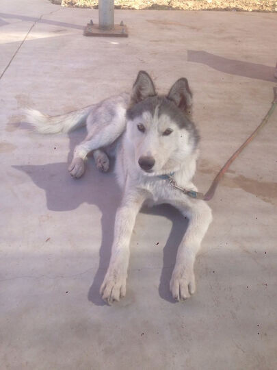 美滋元迷你犬狗粮怎么样_美滋元迷你犬狗粮多