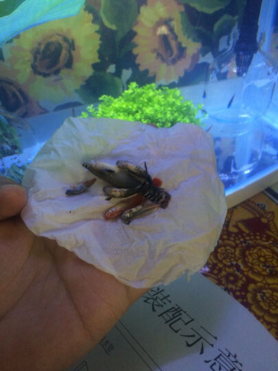 森森鱼缸:包装快递什么都好,只是昨天装好后放