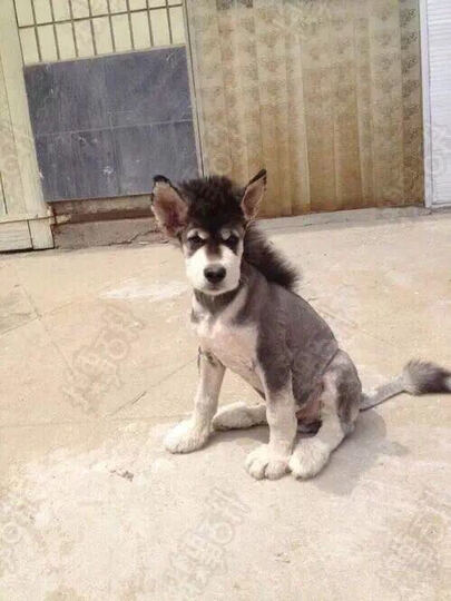 幼猫一个月吃多少猫粮-两个月的幼猫 吃多少|小