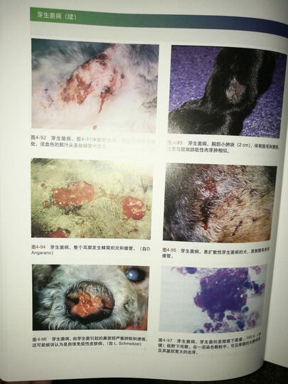 小动物皮肤病彩色图谱与治疗指南(第3版) 晒单图