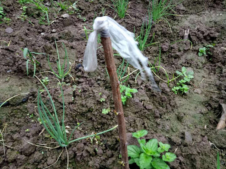 厘子多少钱_澳洲车厘子价格,图片评价排行榜