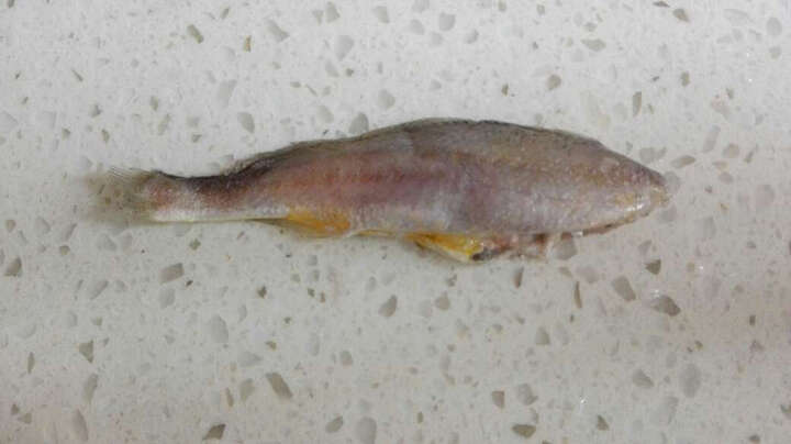 鲜动生活小银鱼:凑单的小黄鱼,虽然小点儿,但