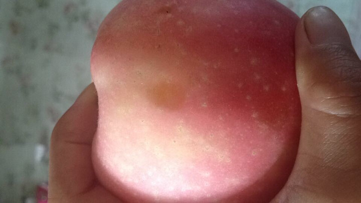 现摘新鲜水果新鲜富士苹果 国产水果 营养美味