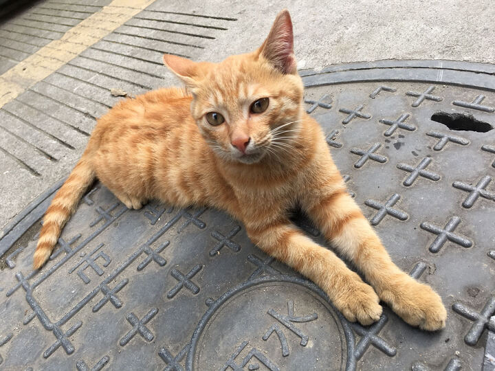 成猫每天吃多少猫粮-猫粮一天喂多少_猫吃湿粮