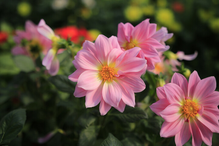 适马18-35mm F1.8 DC HSM:适马黑科技真的