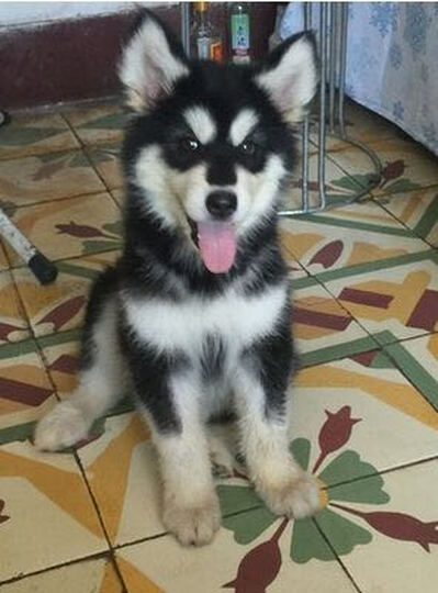 幼犬一天吃多少狗粮-幼狗吃什么狗粮好\/幼犬一