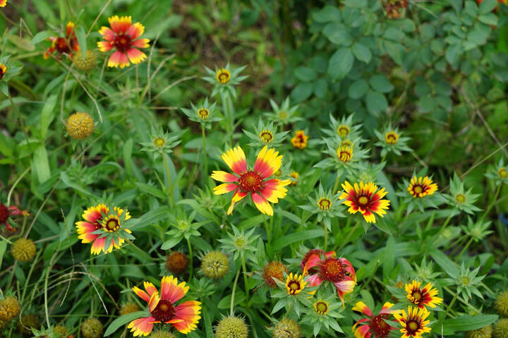 索尼(SONY):整体好评。相机本身没的说 是正