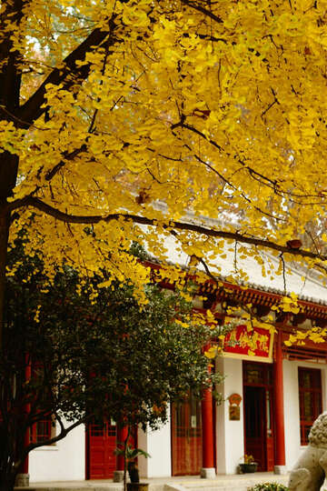 索尼SEL50F18F:今天第一次挂机,效果很好,比