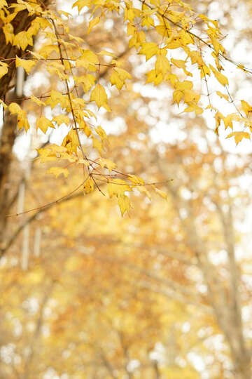 索尼SEL50F18F:今天第一次挂机,效果很好,比