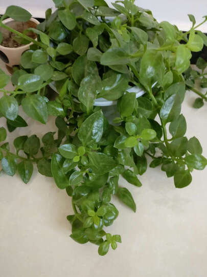 一加3T:手机反应速度非常快,充电也快,0-100耗