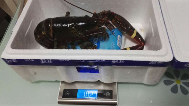 【活鲜】京深海鲜 加拿大进口鲜活波士顿龙虾 850-1000g 1只 盒装 晒单图