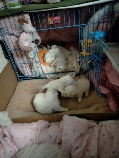 纯奶粉怎么样_纯奶粉多少钱_纯奶粉价格,图片