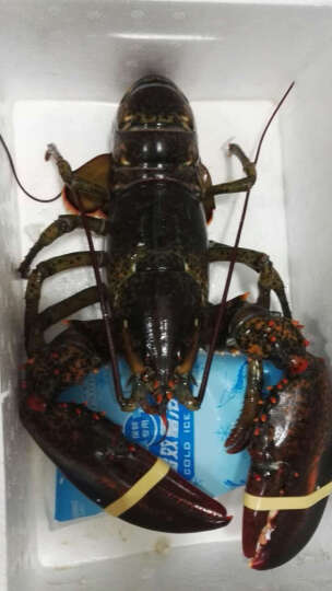 【活鲜】京深海鲜 加拿大进口鲜活波士顿龙虾 850-1000g 1只 盒装 晒单图