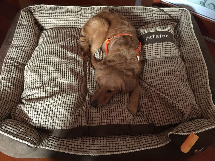 华元宠具金边玉米粒120cm:京东送货速度没得