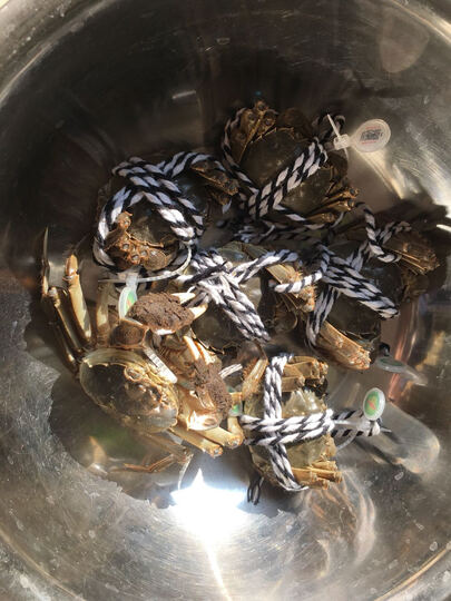 今锦上788型:京东自营,第二次购买了,全部是活