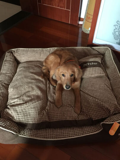 华元宠具金边玉米粒120cm:京东送货速度没得