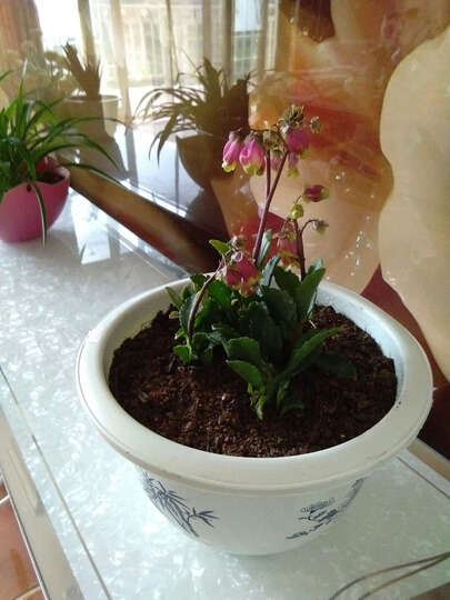 紫色火龙果怎么样_紫色火龙果多少钱_紫色火