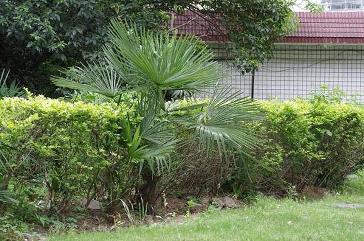 佳能微距镜头怎么样_佳能微距镜头多少钱_