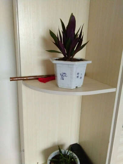 紫色火龙果怎么样_紫色火龙果多少钱_紫色火