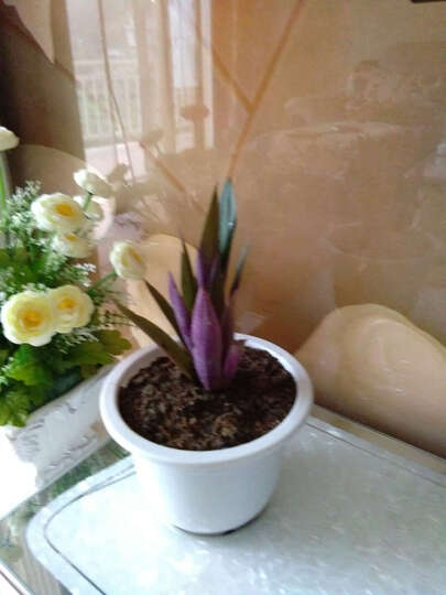 紫色火龙果怎么样_紫色火龙果多少钱_紫色火