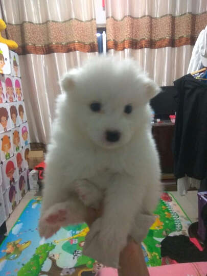 美滋元迷你犬狗粮怎么样_美滋元迷你犬狗粮多