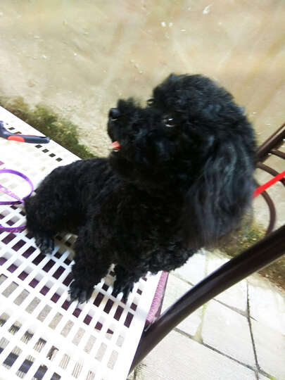 美滋元迷你犬狗粮怎么样_美滋元迷你犬狗粮多