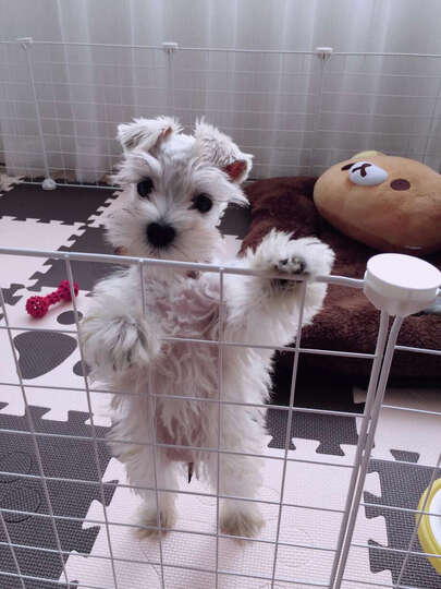 顽皮(Wanpy)自营 宠物食品 犬粮 狗粮雪纳瑞成犬理想体态配方全价粮 380g 晒单图