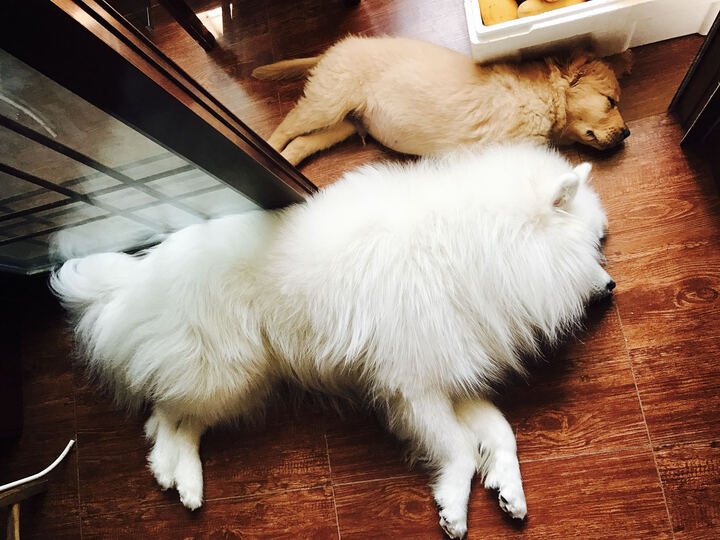 神果羊奶粉怎么样_神果羊奶粉多少钱_神果羊