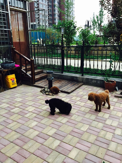 美滋元迷你犬狗粮怎么样_美滋元迷你犬狗粮多