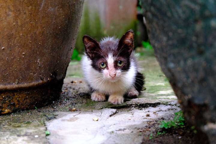 富士X-T20 (XC 16-50II):由于资金问题选择了1