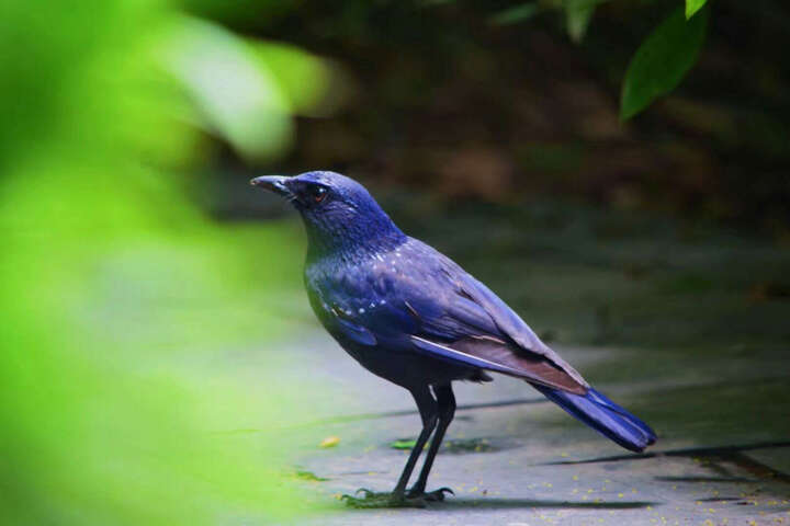 索尼单反镜头怎么样_索尼单反镜头多少钱_索