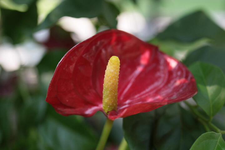 腾龙SP 35mm F\/1.8 Di VC USD:日本原产,原