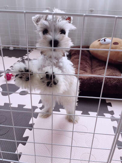 顽皮(Wanpy)自营 宠物食品 犬粮 狗粮雪纳瑞成犬理想体态配方全价粮 380g 晒单图