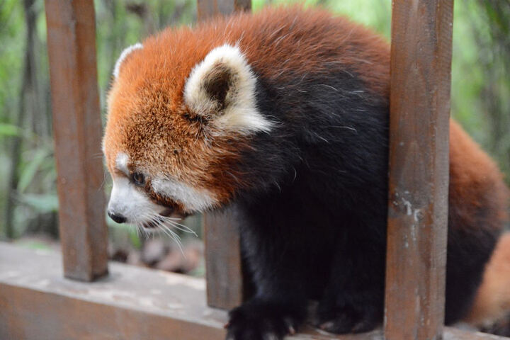 尼康D7100:给个好评。收到的时候,吓了一跳,