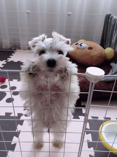 顽皮(Wanpy)自营 宠物食品 犬粮 狗粮雪纳瑞成犬理想体态配方全价粮 380g 晒单图