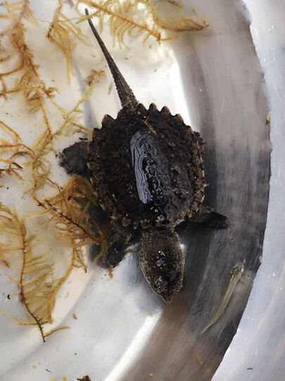 小乌龟活体怎么样_小乌龟活体多少钱_小乌龟