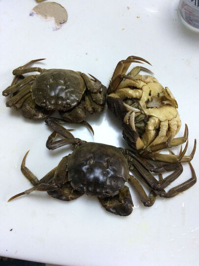 金碧波大闸蟹:“买了十个,其中有三个是死的。退款非常麻烦,不同的人联系了我多次,提供了两次死螃蟹图片了,还是有人让再” - 京东