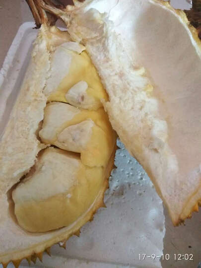 京东生鲜泰国进口金枕头榴莲 1个 新鲜水果:第