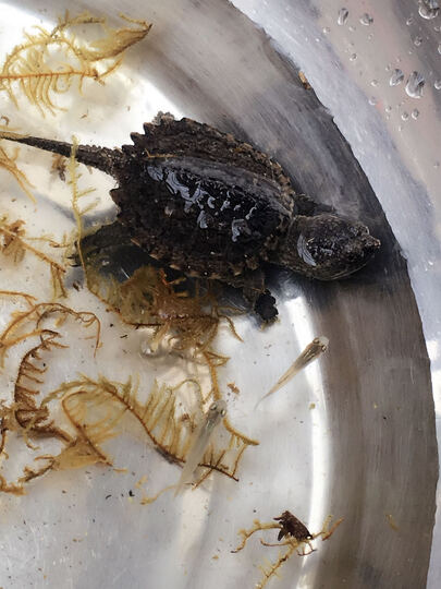 小乌龟活体怎么样_小乌龟活体多少钱_小乌龟