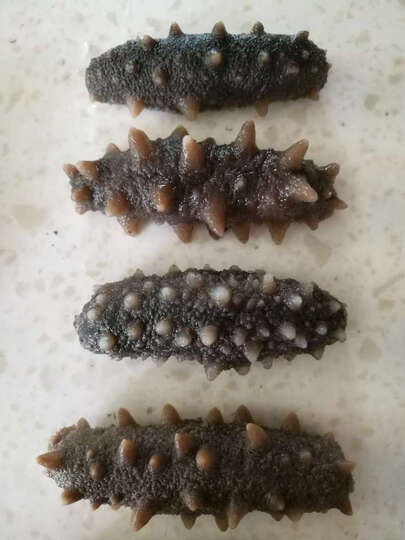 怎么样_獐子岛海参多少钱_獐子岛海参价格,图