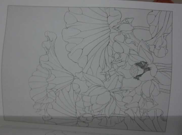 美术教学示范作品:荷花白描画稿--荷花白描画搞