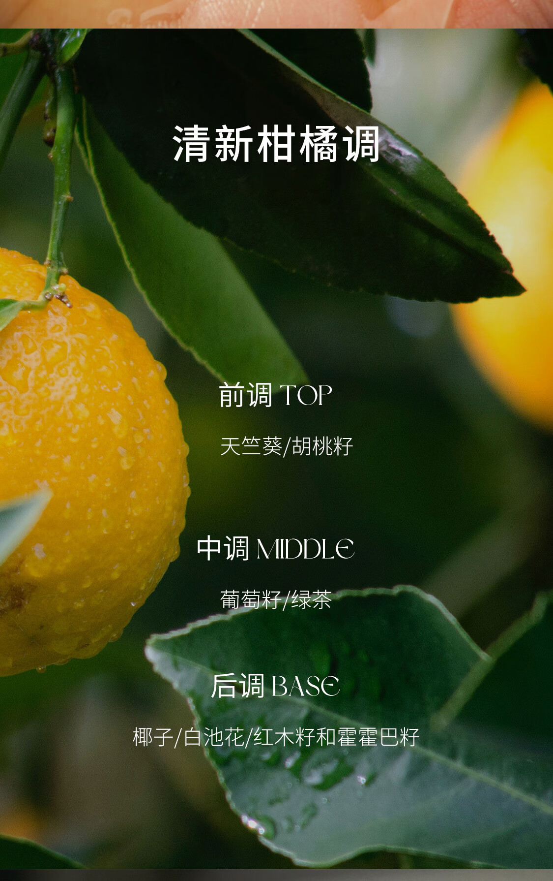 皙阁（XIGE NATURE）红木籽精华油深层滋养油面部全身按摩弹润锁水保湿护肤精油100ml