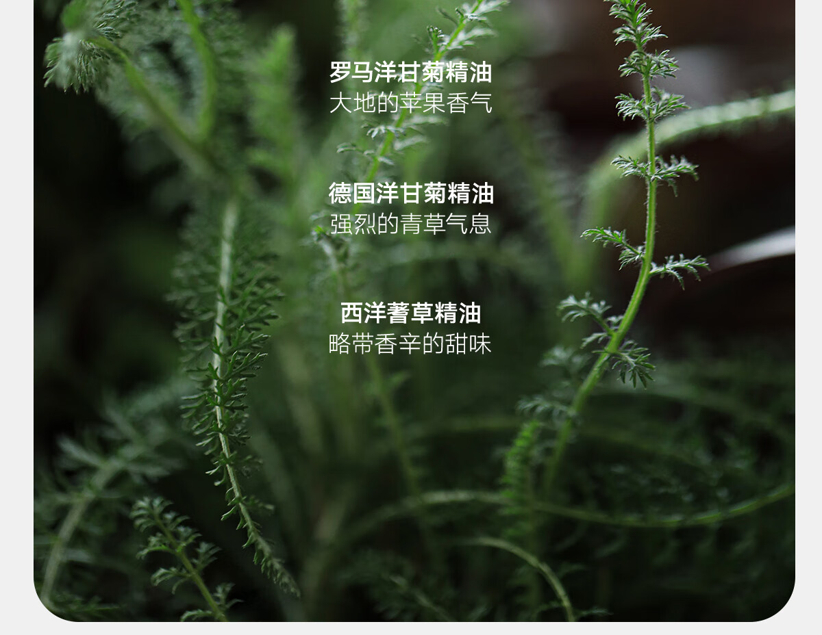雏菊的天空翡冷翠修护精华油补水保湿舒缓修护以油养肤面部精华油30ml