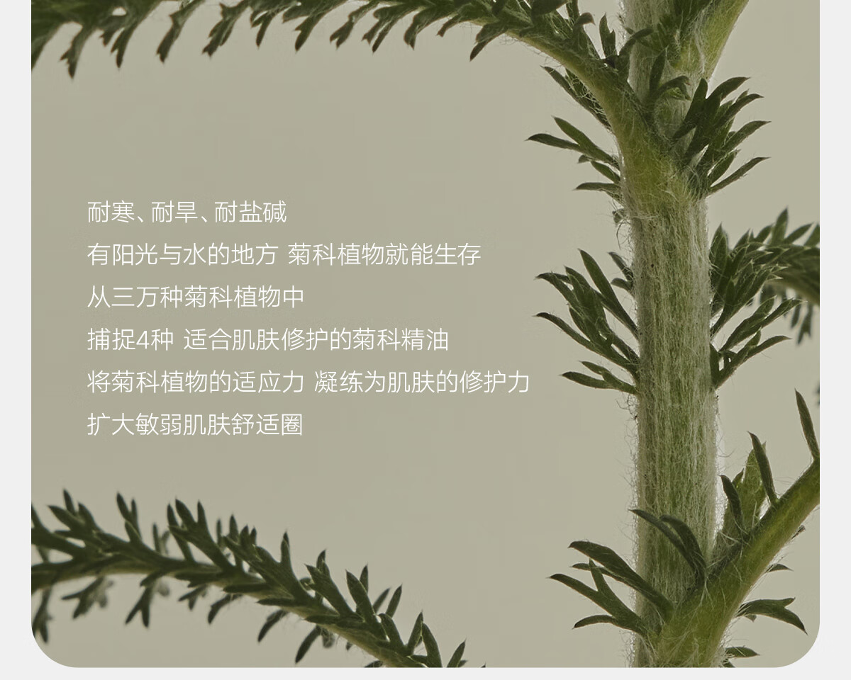 雏菊的天空翡冷翠修护精露10ml+经典一号面膜2片1个ID1份
