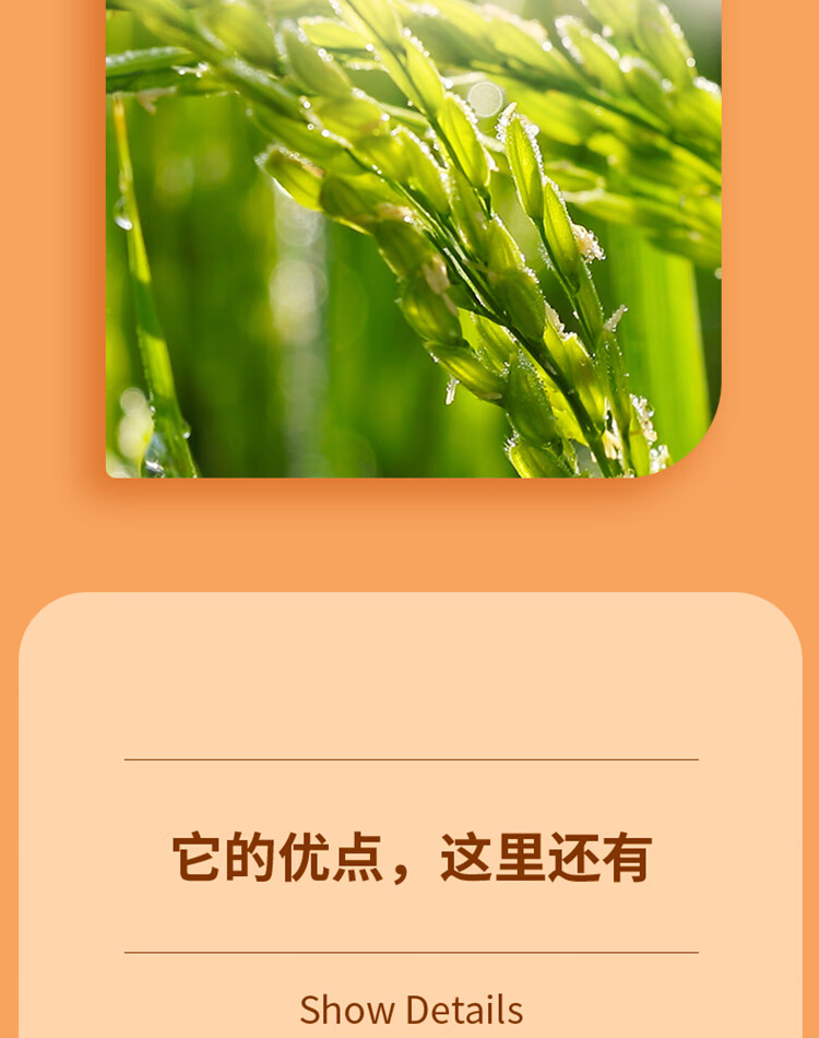 十月稻田 稻香米5kg 东北大米10斤 原粮稻花香2号 东北香米 粳米