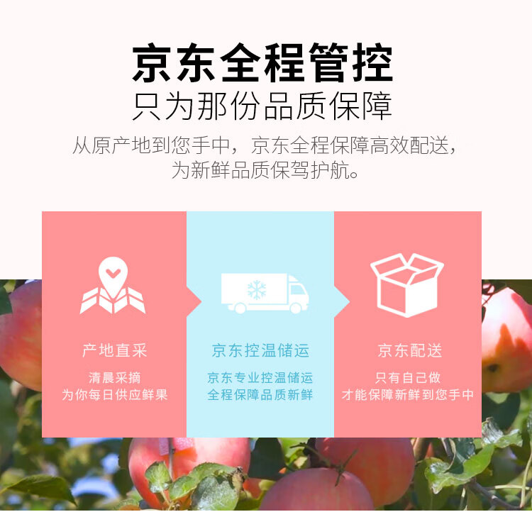 烟台红富士苹果 净重5kg 一级中果 单果160g-200g 生鲜 新鲜水果 健康轻食