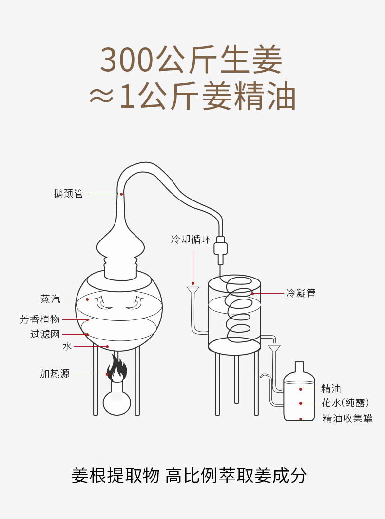OLORISA 生姜玫瑰按摩精油500ml 植物舒缓按摩刮痧spa全身通用推拿油情侣