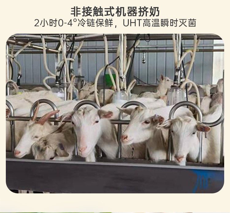 秦岭羊 羊奶纯羊奶 小分子易吸收不添加牛奶 成人儿童早餐山羊奶200mL*8