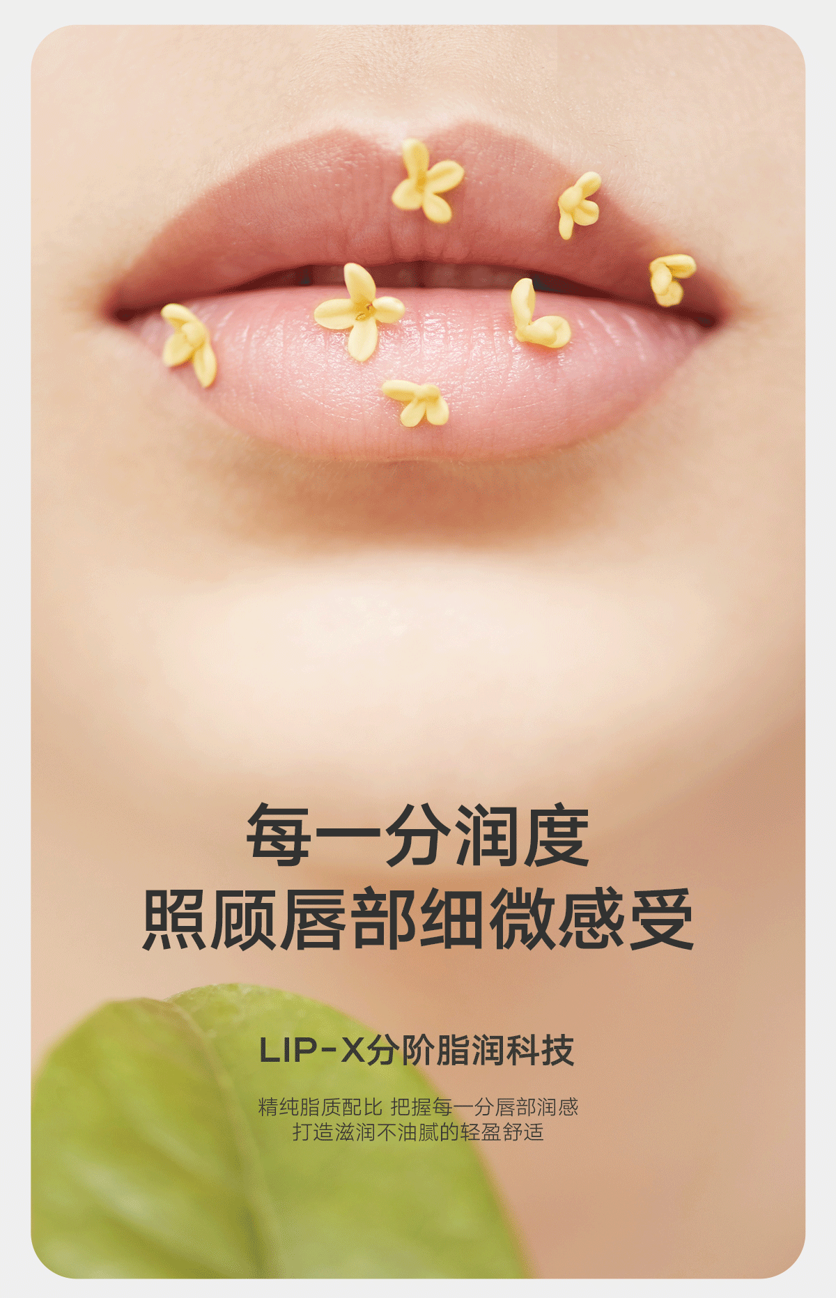 雏菊的天空桂影恒润修护唇膏桂影+橙花+朝兰礼盒装保湿滋润唇部护理